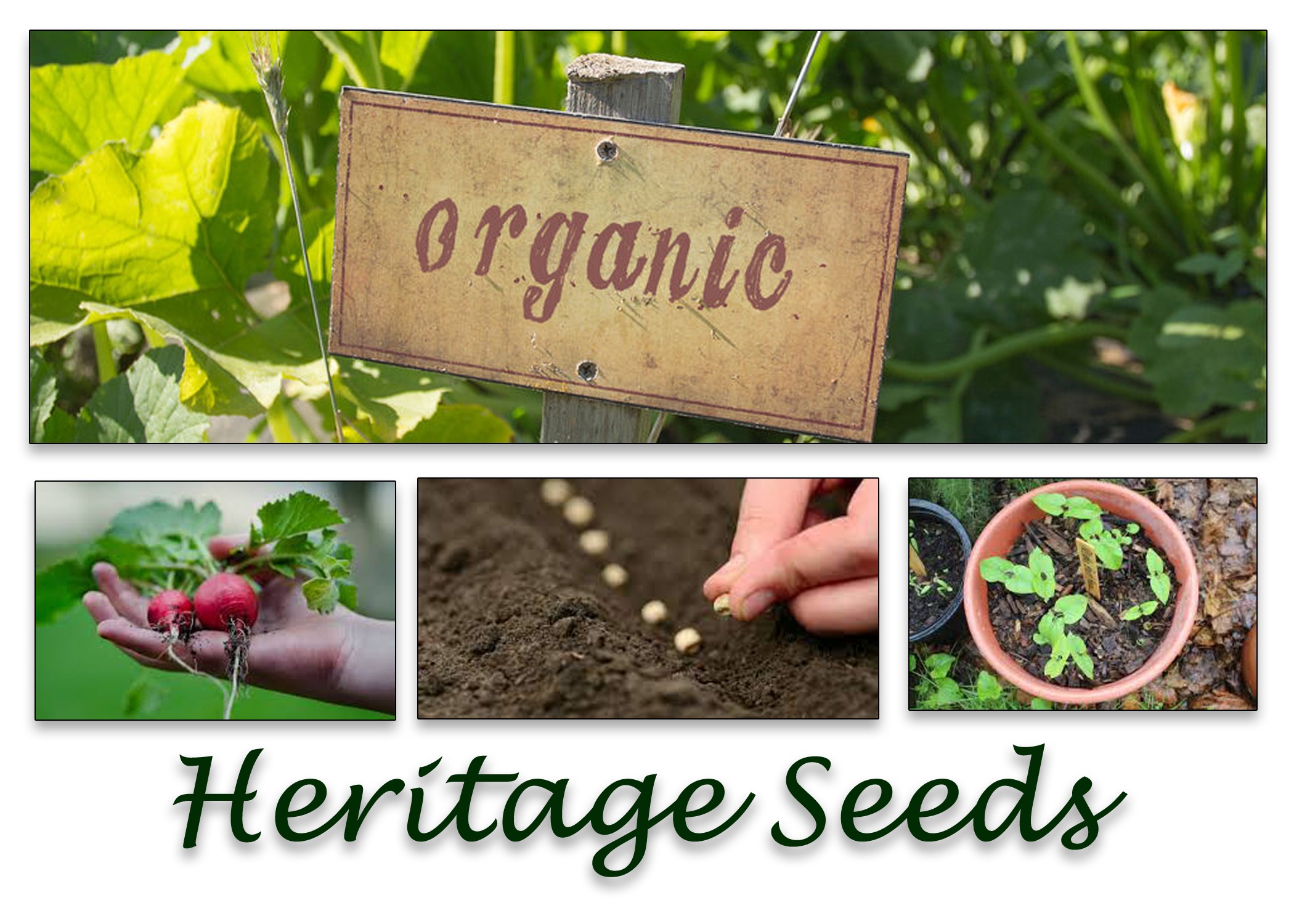 Heritage-Seeds